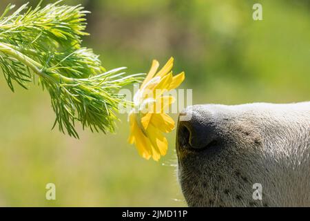 Nahaufnahme von Hund schnüffelnd Blume, mit Hund Nase im Fokus auf grüne Natur Sommer Hintergrund Stockfoto