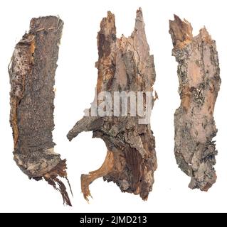 Rinde auf Weiß Stockfoto