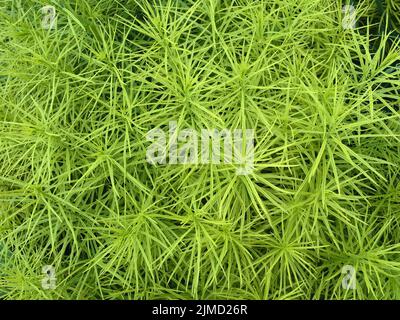 Amsonia hubrichtii (Hubricht's bluestar), Nordamerika Stockfoto