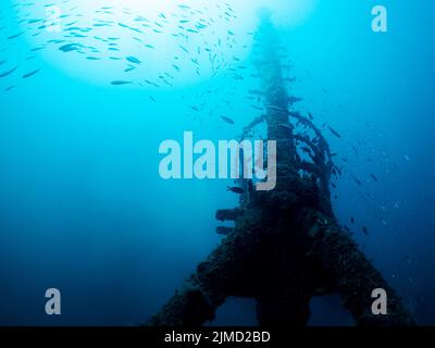 Schule von wilden Fischen, die in der Nähe versunkener alter Ruinenschiffe auf rauem, mit Moos bedecktem felsigen Grund im tiefblauen Meer mit klarem Wasser und hellem Glanz schwimmen Stockfoto