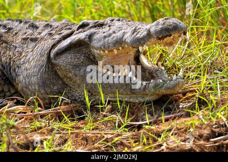 Krokodil am Ufer des Okavango Flusses in Botswana Stockfoto