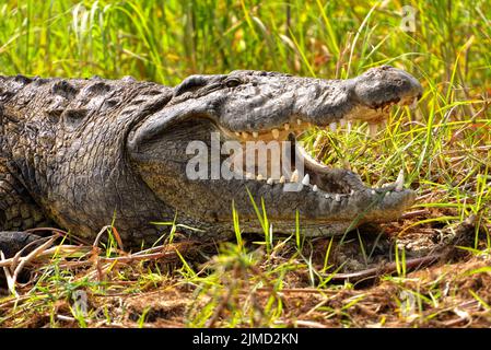 Krokodil am Ufer des Okavango Flusses in Botswana Stockfoto