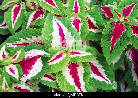 Solenostemon oder Coleus (Plectranthus scutellarioides), kultiviert für bunte Blätter Stockfoto