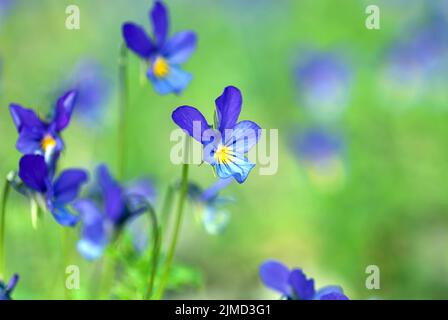 Kleine blaue Wildblumen auf der Frühlingswiese (Viola tricolor L. Violaceae) Stockfoto