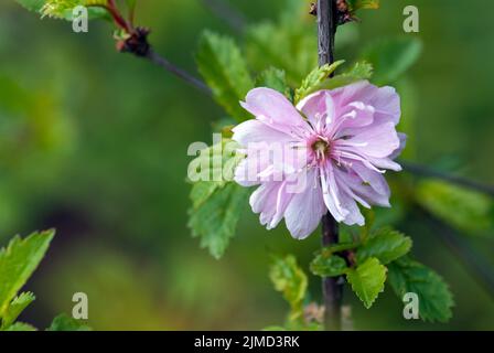 Blühende Rosa Mandel Prunus triloba rosa Blume auf grünem Strauch Stockfoto