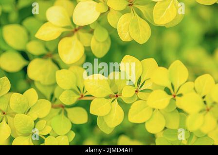 Japanische Berberitze (Berberis thunbergii Aurea) gelblich-grüne Blätter in der Nähe Stockfoto