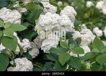 Hortensia macrophylla weiß blüht auf dem Busch Stockfoto