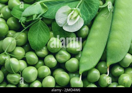 Frische grüne Erbsen Hintergrund mit Erbsenschoten und Blume auf der Oberseite Stockfoto