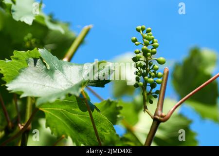 Weiße Trauben hängen auf einem Strauch in einem schönen Sonnentag Stockfoto