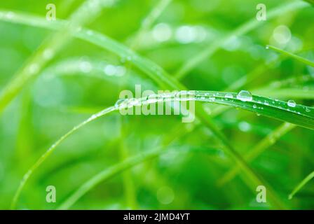 Schönes grünes Gras nach dem Regen mit Wasserfällen, Makro Natur Hintergrund Stockfoto
