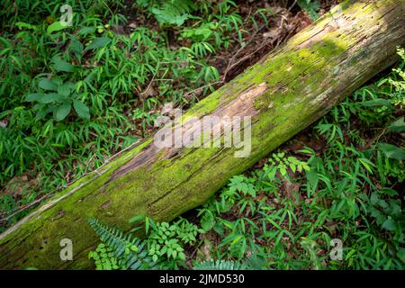 Gefallener Baum auf Waldboden mit Moos und grünen Pflanzen. Stockfoto