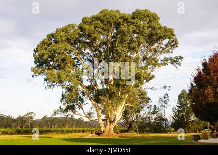 Majestätischer Kaugummibaum, der von der Herbstsonne am späten Nachmittag beleuchtet wird - Whitfield, Victoria, Australien Stockfoto