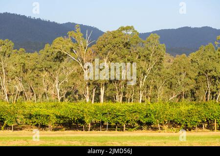 Weinberg beleuchtet von der Herbstsonne am späten Nachmittag - Whitfield, Victoria, Australien Stockfoto