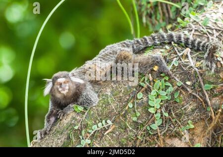 Schöner Murmeltier-Affe (Callithrix jacchus) in großen Mengen in der Stadt Salvador in gefunden Stockfoto