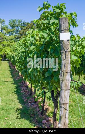 Weinberg der Trauben in der Canelones in Uruguay, Uruguay Wein. Stockfoto