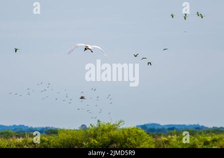 Schöner vogel Tuiuiu oder Jabiru (Jabiru mycteria) Im brasilianischen Pantanal Stockfoto