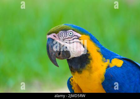 Schöne Blau-gelbe Ara (Ara ararauna) im brasilianischen Feuchtgebiet. Stockfoto