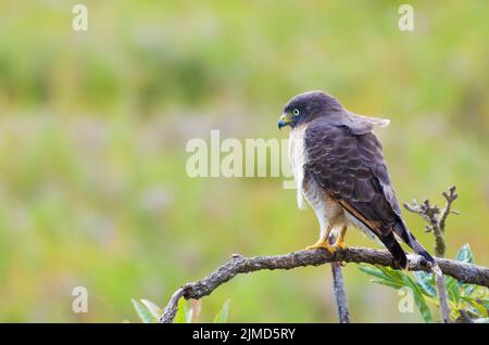 Schöner Hawk-Hawk-Vogel oder Roadside Hawk (Rupornis magnirostris) in einem Baum im brasilianischen Feuchtgebiet Stockfoto