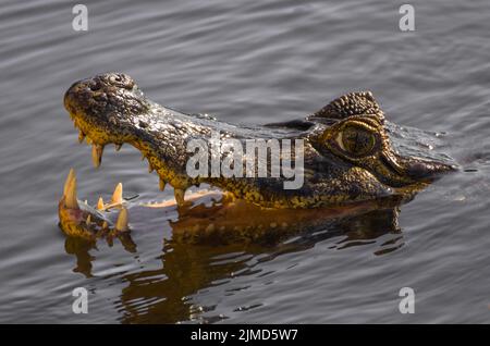 Schöne Jacare (Caiman yacare) im brasilianischen Feuchtgebiet. Stockfoto