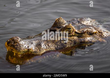 Schöne Jacare (Caiman yacare) im brasilianischen Feuchtgebiet. Stockfoto