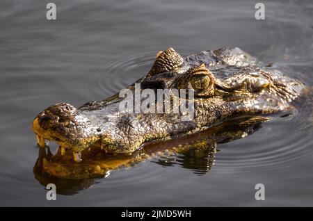 Schöne Jacare (Caiman yacare) im brasilianischen Feuchtgebiet. Stockfoto