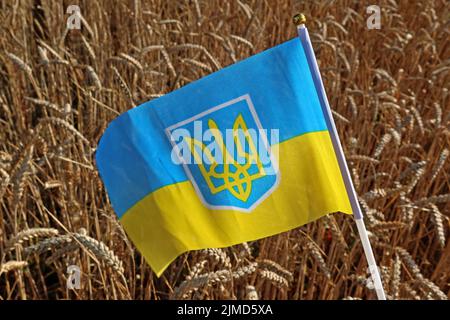 Unter der Flagge der Ukraine mit Getreidekörnern werden landwirtschaftliche Probleme, verringerte Getreideexporte und steigende Lebensmittelpreise wie Brot und Futtermittel hervorgehoben Stockfoto