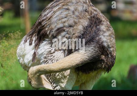 Pferde der Kreolischen Rasse in Farm Stockfoto