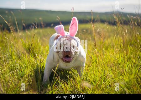 Tolles Konzept von Ostern. Cute Englisch Bulldog breed Dog gekleidet als Osterhase läuft auf dem Rasen. Stockfoto