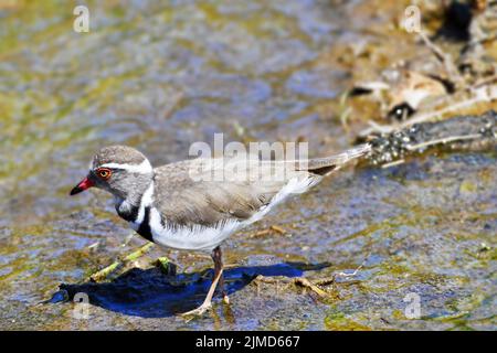 Dreibänderiger Plünder im Krüger National Park, Südafrika Stockfoto