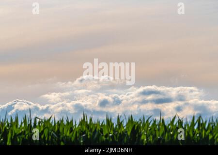 Schöner abstrakter Abendhimmel über einem Maisfeld als Hintergrundbild Stockfoto