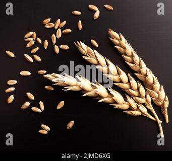 Weizen auf Schwarz Stockfoto