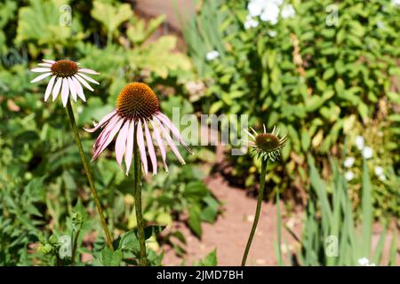 Blühende Heilpflanze Echinacea purpurea oder Konelblüte, Nahaufnahme, selektiver Fokus im Zentrum der Blume Stockfoto