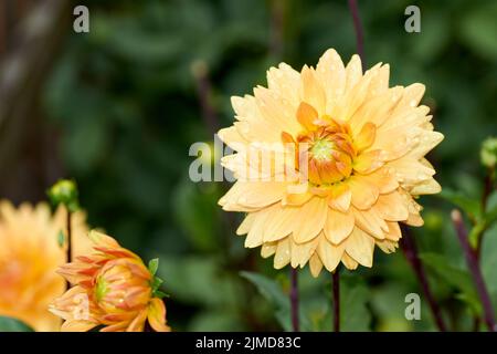 Dahlia Blume namens Dahlia Sylvia, in einem Garten gewachsen Stockfoto