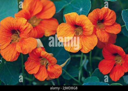 Orangengarten Kapuzinerblüten (Tropaeolum majus), Nahaufnahme Stockfoto