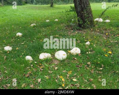 Riesenpuffball (Calvatica gigantea) Stockfoto