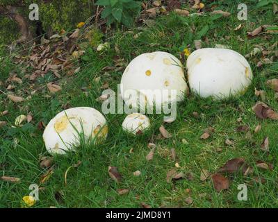 Riesenpuffball (Calvatica gigantea) Stockfoto