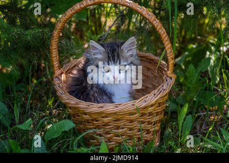 Sibirisches Kätzchen-Portrait im Korb Stockfoto