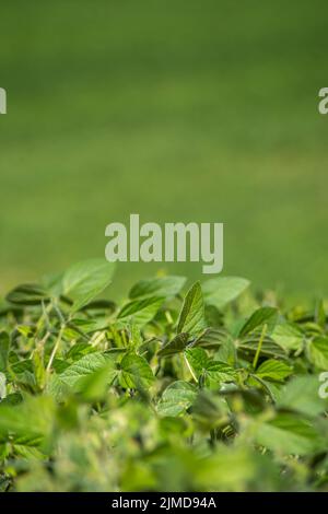 Selektiver Fokus auf Sojabohnenpflanzen im landwirtschaftlichen Bereich, Copy Space Stockfoto