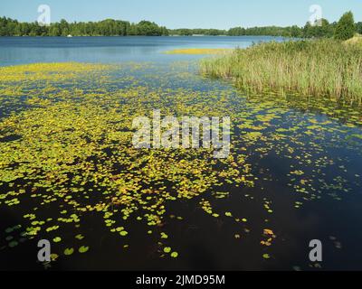 Seerose gesäumt, See in Schweden Stockfoto