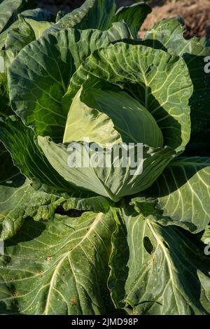 Großer Grünkohl, der auf einer Bio-Gemüsefarm im Boden wächst. Stockfoto