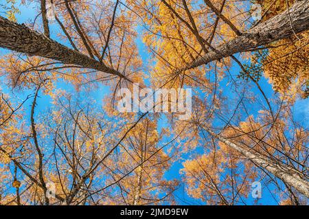 Blick auf die Pinien im Herbstwald mit gelb Und rote Blätter Laub Stockfoto