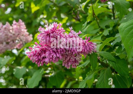 Syringa Vulgaris, gemeinsame Flieder Stockfoto