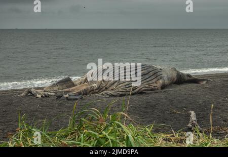 Toter Wal am Strand Stockfoto