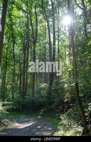 Sonnenstrahlen durch hohe Bäume über idyllischen meditativen Waldweg. Stockfoto