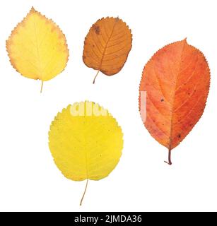 Blätter im Herbst Stockfoto