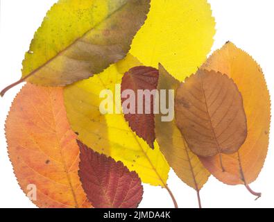 Blätter im Herbst Stockfoto