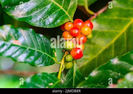 Nahaufnahme von reifen und unreifen arabica-Kaffeefrüchten auf einem Zweig von Kaffeebaum. Stockfoto
