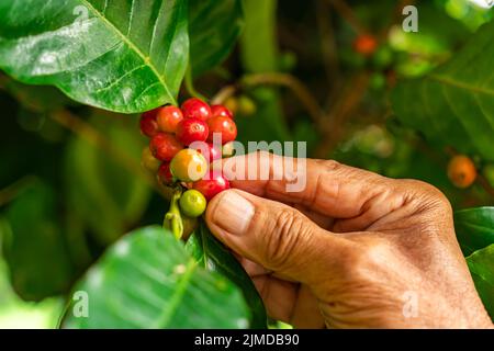 Senior Farmer Hand überprüfen eine rote Kaffeefrüchte auf einem Zweig des Kaffeebaum. Stockfoto