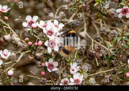 Hummel am Teatree, Coleton Fishacre House, in der Nähe von Kingswear, Devon, England Stockfoto