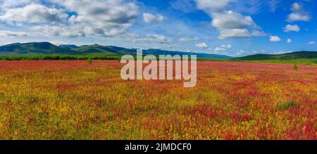 Blühende Blumen Weide-Kraut Feld Stockfoto